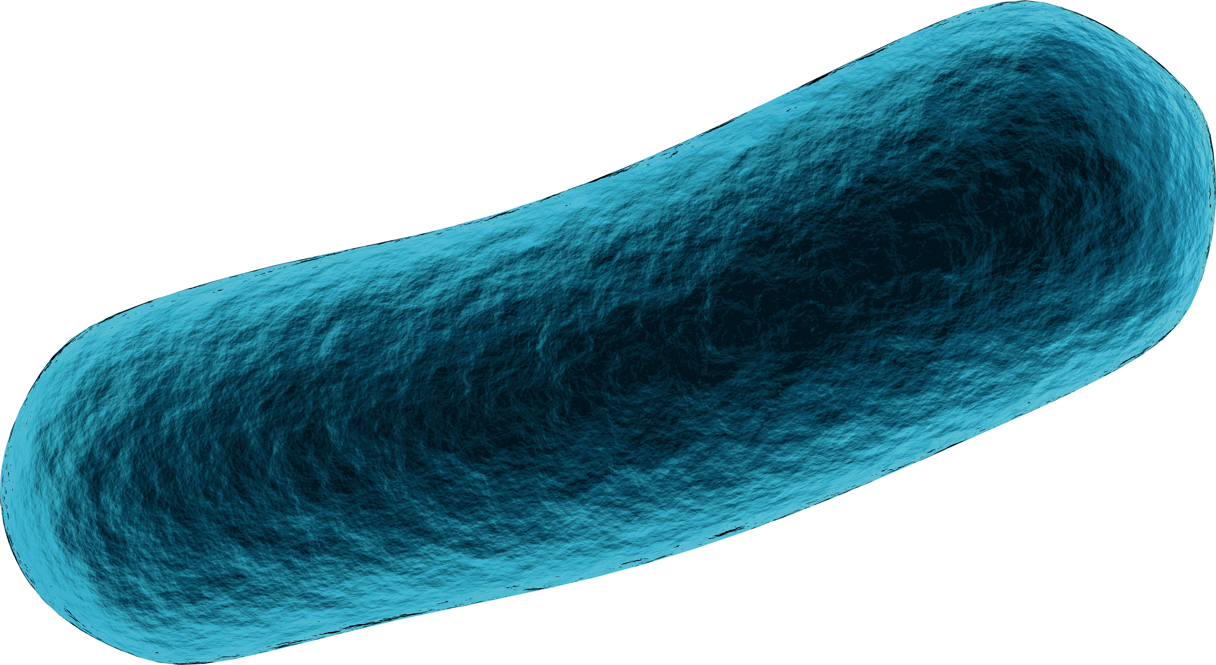 bacteria